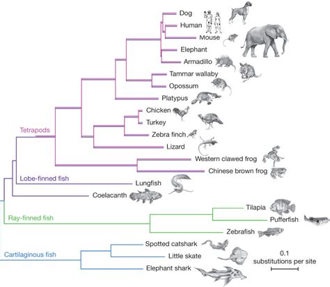 Evolution of Vertebrates .